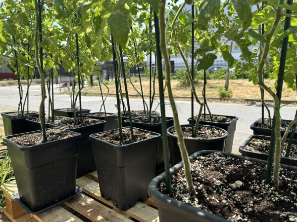 GROWSHOP MKD | Опрема за одгледување во Македонија опрема за одгледување растенија